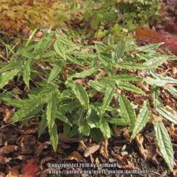 Location: Massachusetts garden
Date: November 8, 2014
holly-leaf epimedium, an evergreen Chinese species