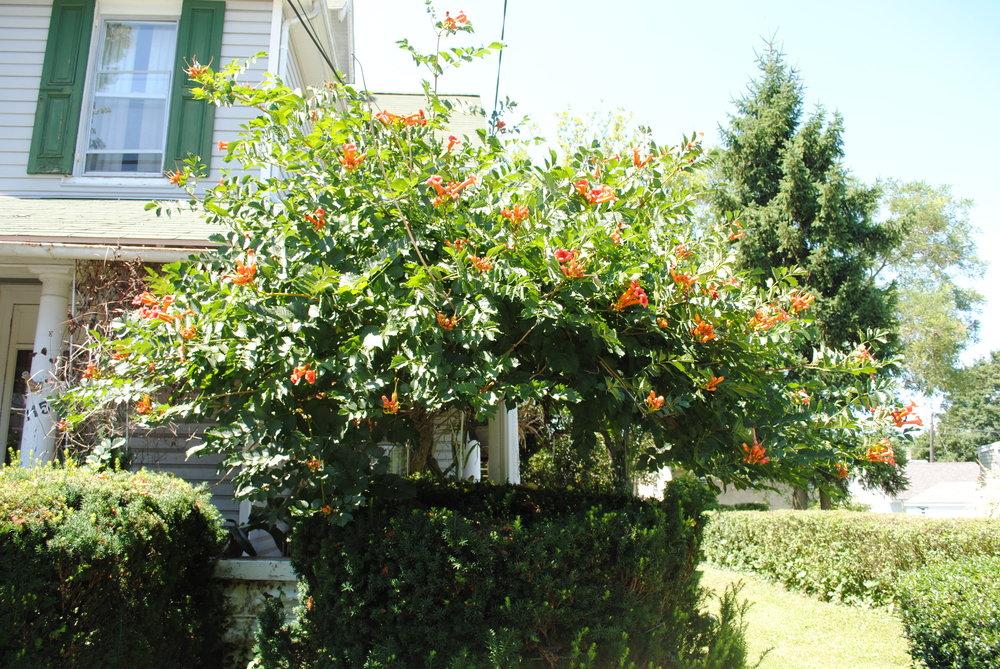 Photo of Trumpet Vine (Campsis radicans) uploaded by ILPARW