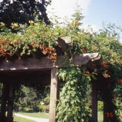 Location: Philadelphia, Pennsylvania
Date: July of 2003
vine on trellis