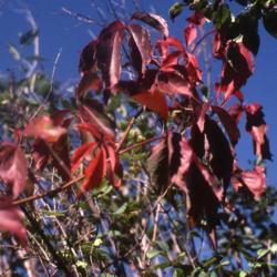 Location: Glen Ellyn, Illinois
Date: October in 1980's
red fall color of vine on shrubs