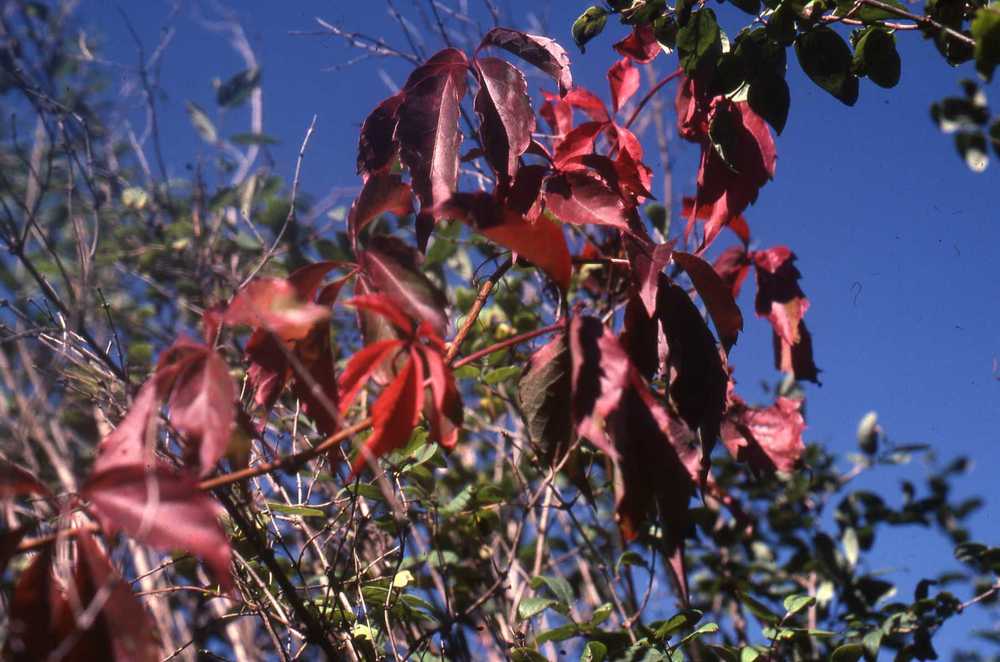 Photo of Virginia Creeper (Parthenocissus quinquefolia) uploaded by ILPARW