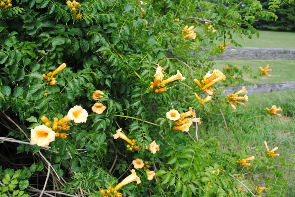 Photo of Yellow Trumpet Vine (Campsis radicans 'Flava') uploaded by ILPARW