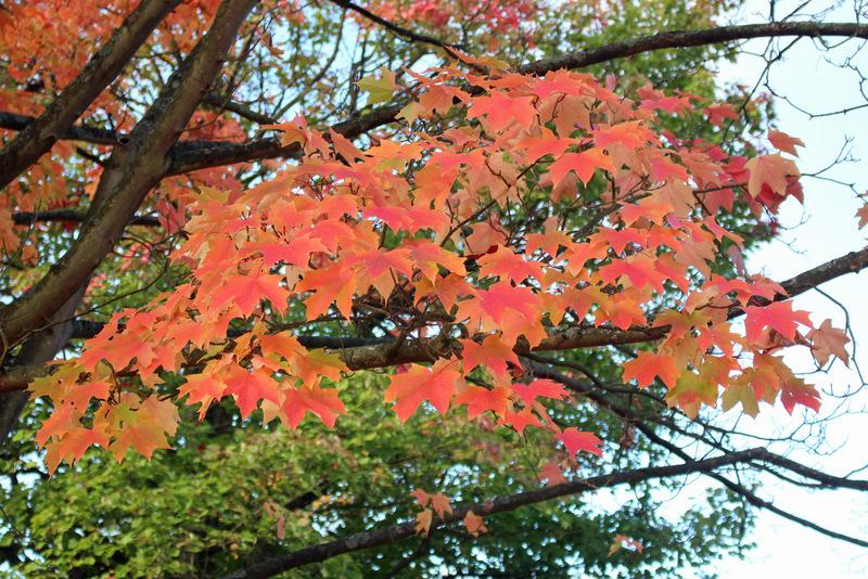 Photo of Sugar Maple (Acer saccharum) uploaded by RuuddeBlock