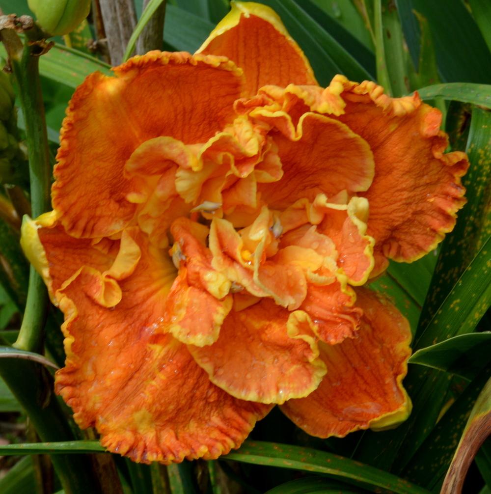 Photo of Daylily (Hemerocallis 'Orange Colossus') uploaded by Tambookie