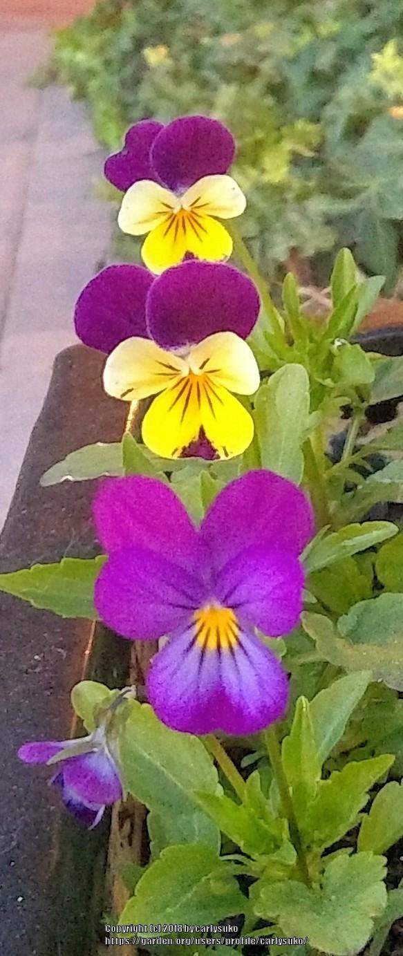 Photo of Johnny Jump-Up (Viola tricolor) uploaded by carlysuko