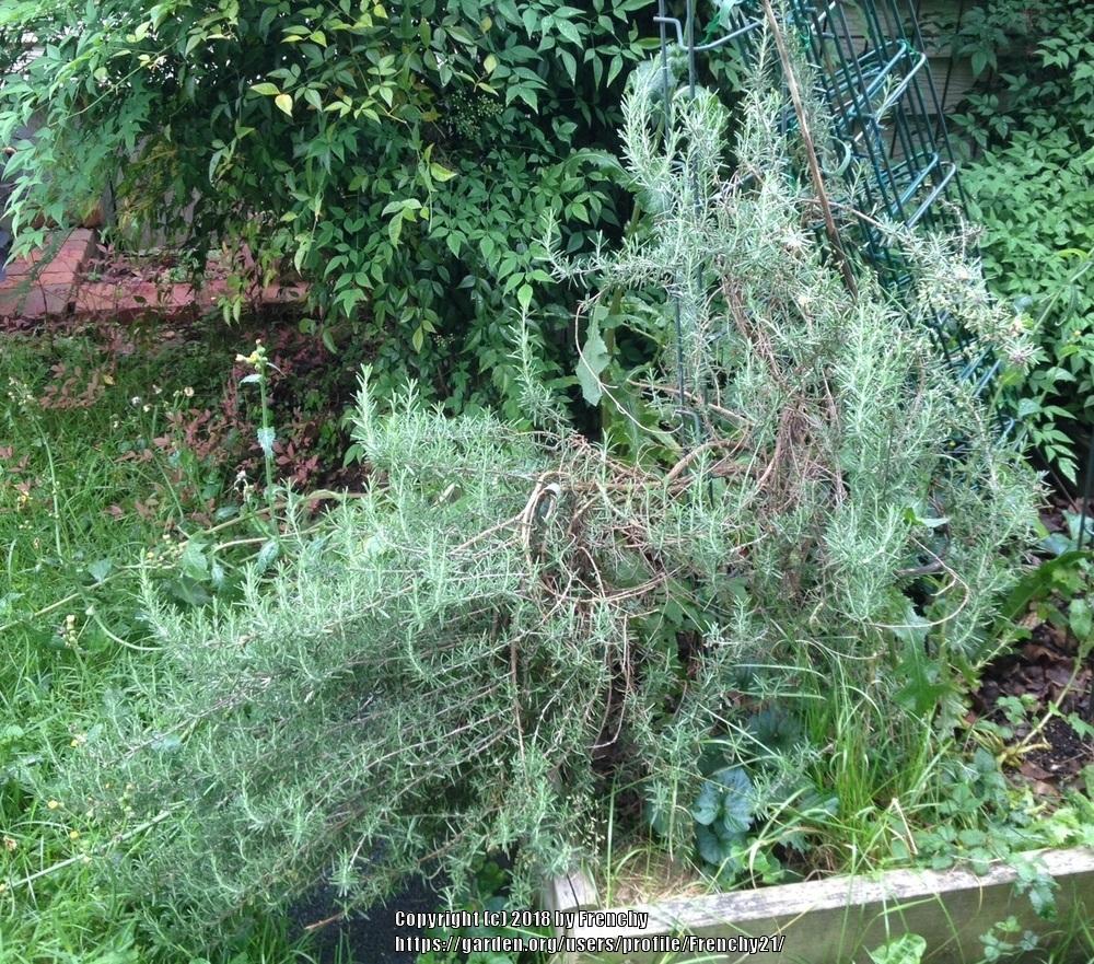 Photo of Rosemary (Salvia rosmarinus 'Arp') uploaded by Frenchy21