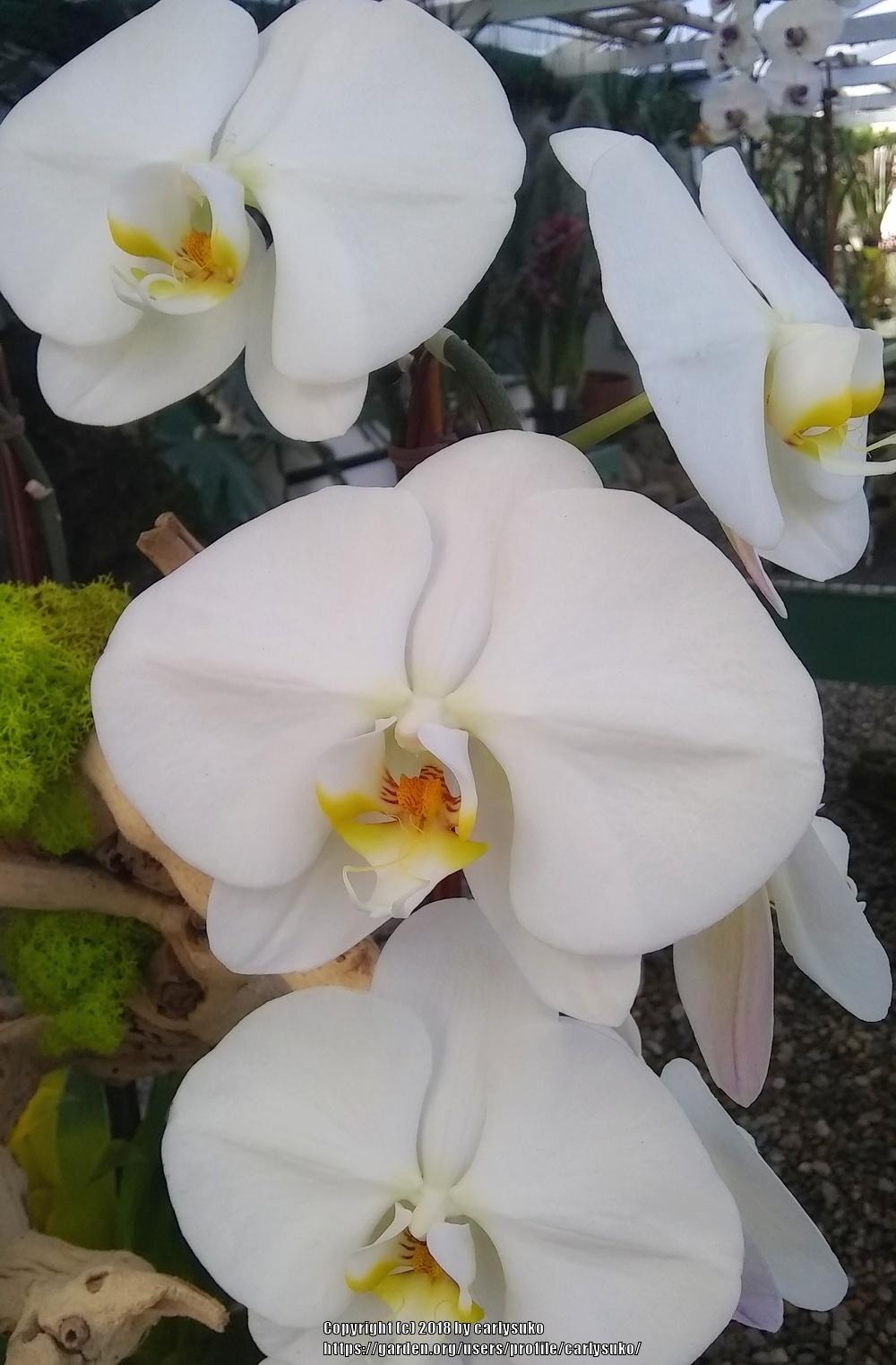 Photo of Moth Orchid (Phalaenopsis) uploaded by carlysuko