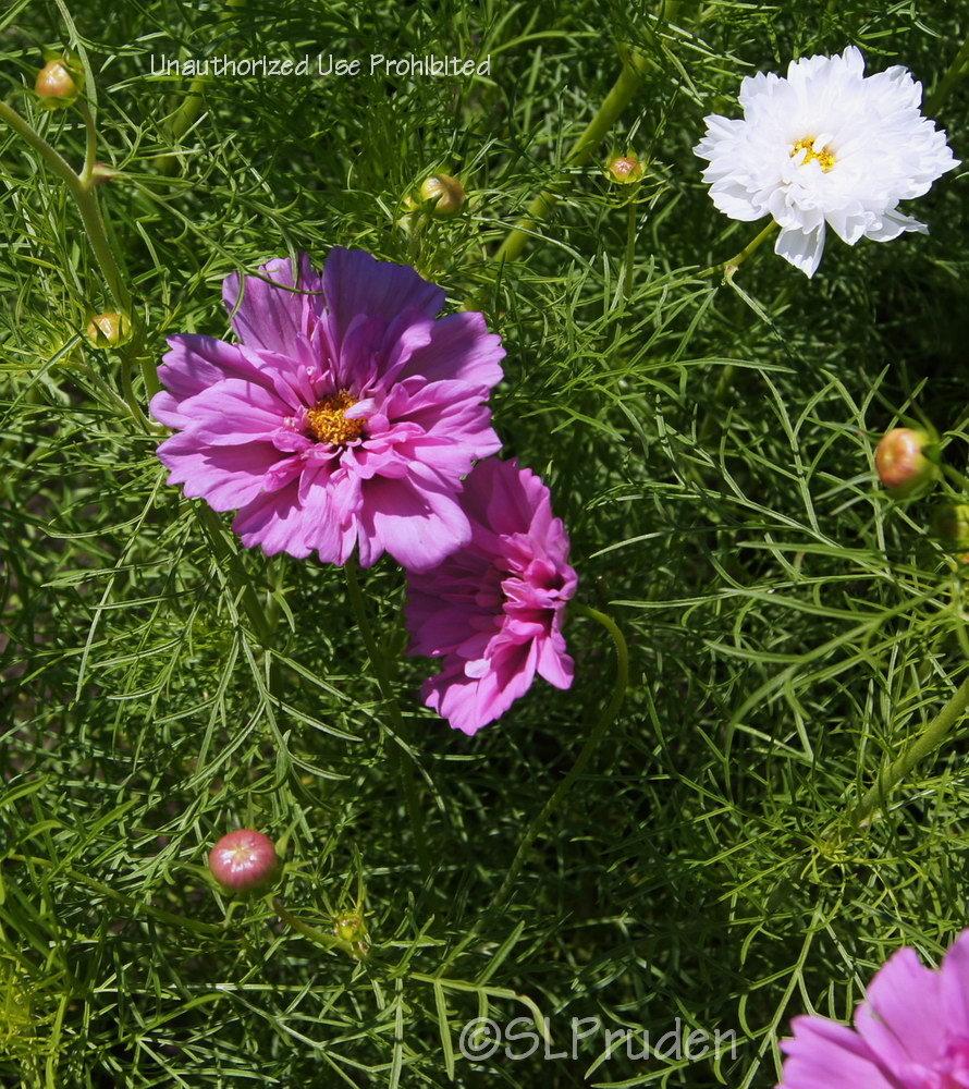 Photo of Cosmos (Cosmos bipinnatus 'Double Click') uploaded by DaylilySLP