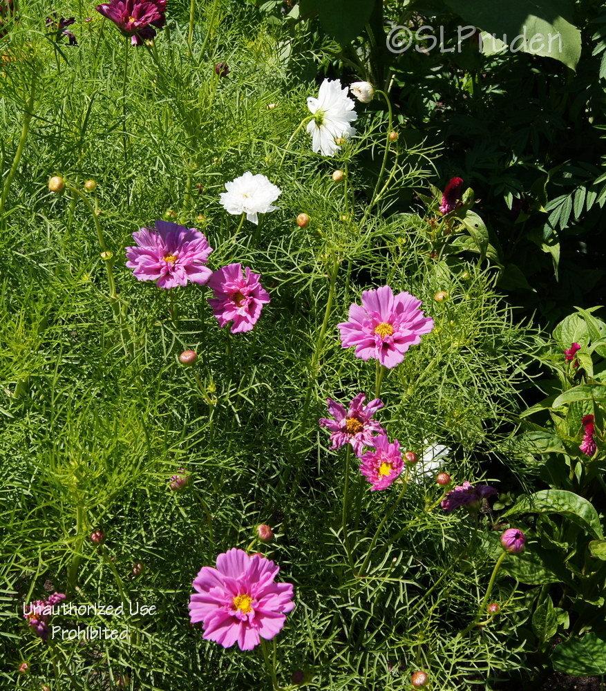 Photo of Cosmos (Cosmos bipinnatus 'Double Click') uploaded by DaylilySLP