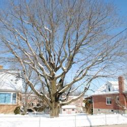 Location: Downingtown, Pennsylvania
Date: 2011-01-31
tree in winter