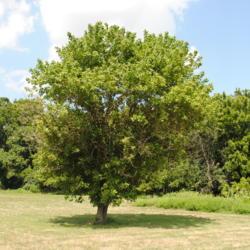 Location: Downingtown, Pennsylvania
Date: 2011-08-10
maturing tree in field