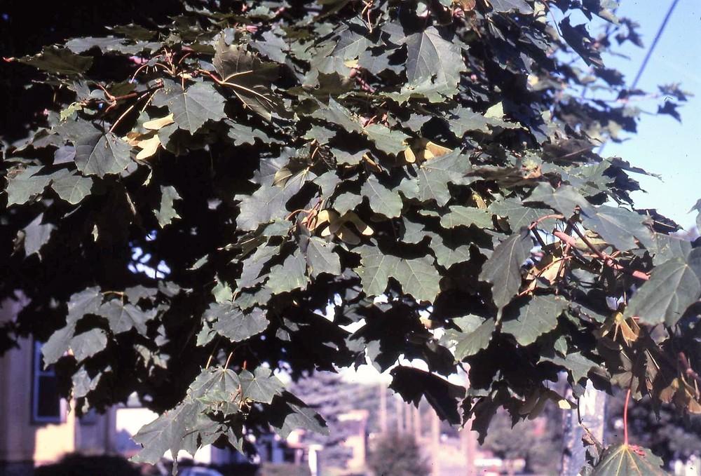 Photo of Norway Maple (Acer platanoides) uploaded by ILPARW