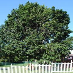 Location: Downingtown, Pennsylvania
Date: 2010-07-26
mature tree in summer