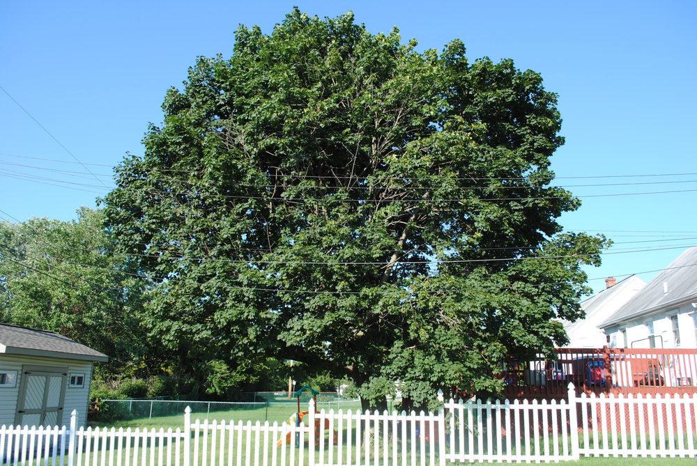 Photo of Norway Maple (Acer platanoides) uploaded by ILPARW