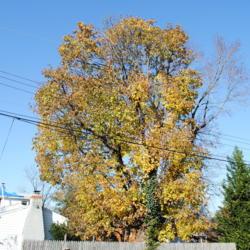 Location: Downingtown, Pennsylvania
Date: 2011-11-12
mature tree in fall color