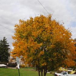 Location: Downingtown, Pennsylvania
Date: 2015-10-29
maturing tree with fall color