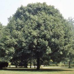 Location: Aurora, Illinois
Date: summer in 1980's
full-grown tree