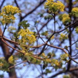 Location: Glen Ellyn, Illinois
Date: April in 1980's
yellow flower clusters