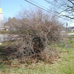 Location: Downingtown, Pennsylvania
Date: 2011-03-26
shrub during cold half of year