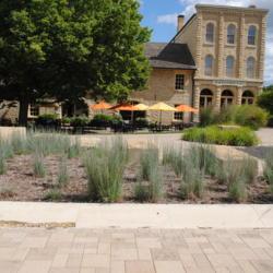 Location: Lockport, Illinois
Date: 2013-08-14
maturing grasses in planting bed