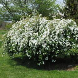 Location: Downingtown, Pennsylvania
Date: 2012-04-27
shrub in bloom