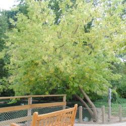 Location: Wheaton, Illinois
Date: 2014-08-19
maturing tree at small zoo