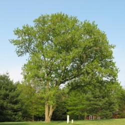 Location: northern Maryland
Date: 2008-05-01
full-grown tree