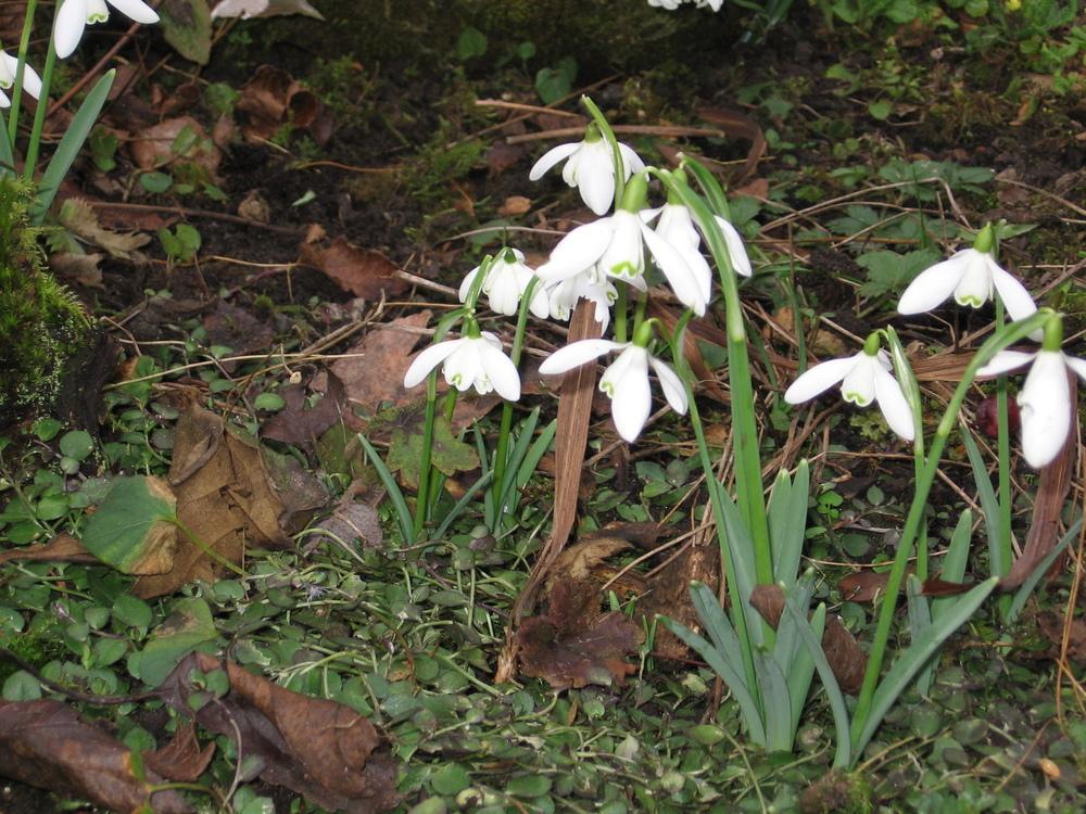 Photo of Snowdrop (Galanthus nivalis) uploaded by Yorkshirelass