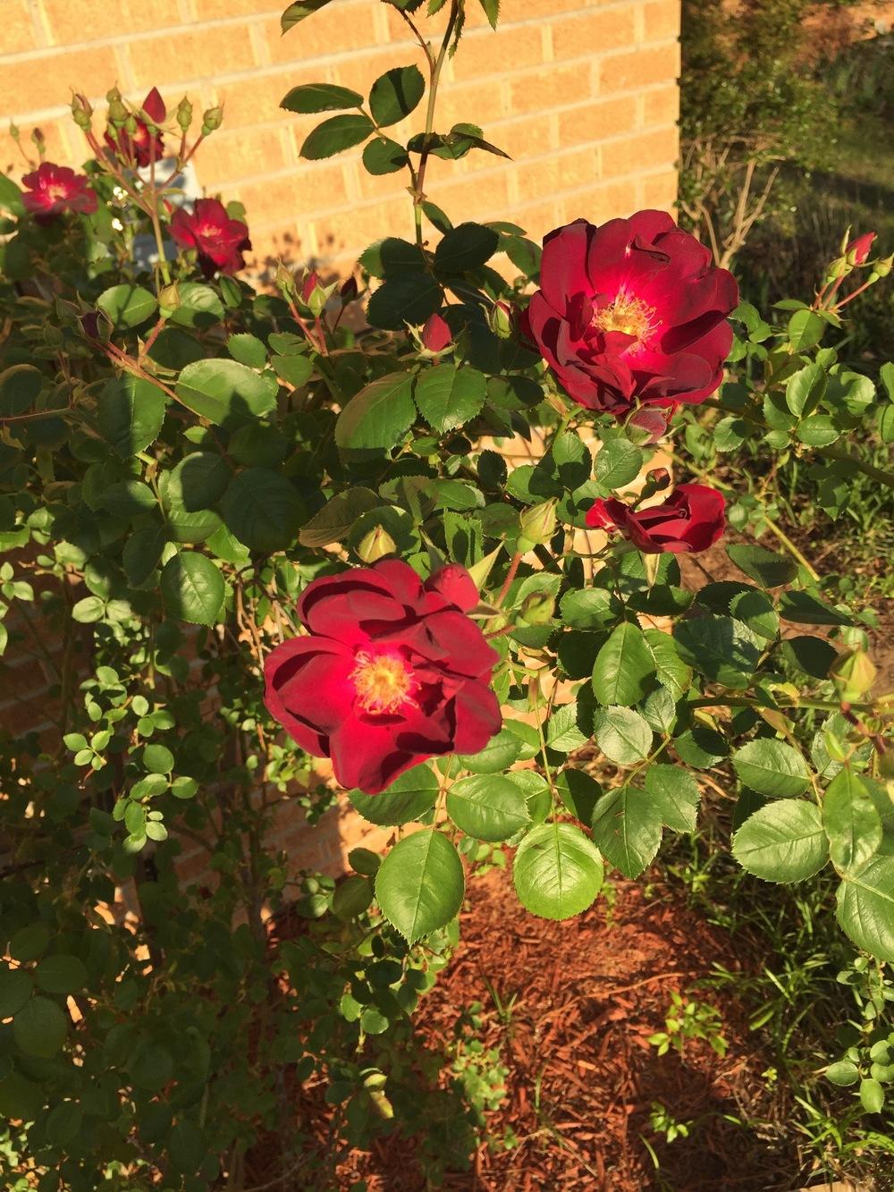 Photo of Rose (Rosa 'Altissimo') uploaded by cbhughes