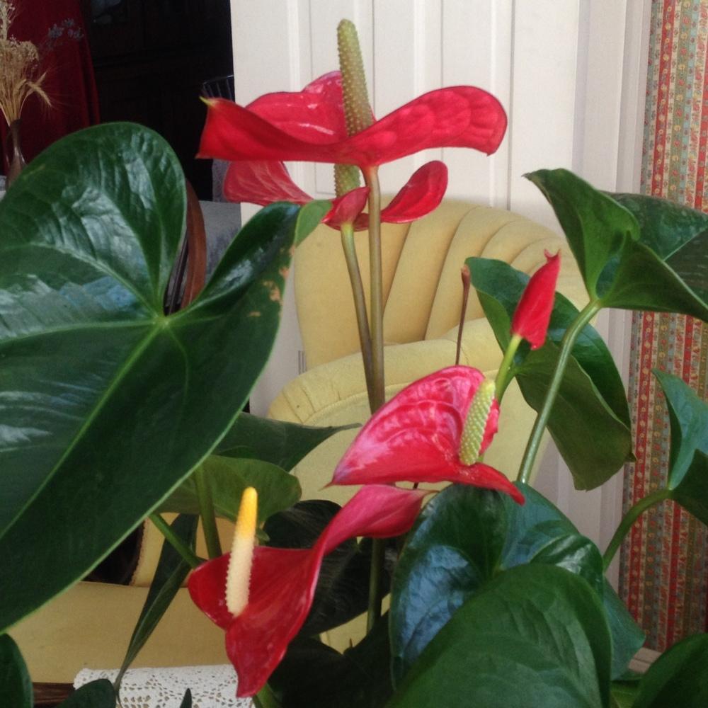 Photo of Anthuriums (Anthurium) uploaded by csandt