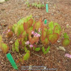 Location: Massachusetts garden
Date: May 12, 2017
Has tiny split-cup pink flowers, colorful spring foliage, a Japan