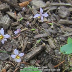 Location: Massachusetts garden
Date: May 30, 2013
Small species with tiny blooms, failed to overwinter,