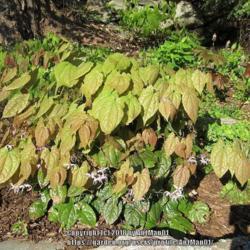 Location: Massachusetts garden
Date: April 29, 2012
Evergreen Chinese species, dark green overwintering rugose foliag