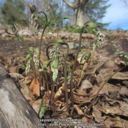 Location: Massachusetts garden
Date: April 17, 2017
view showing emerging stalks of flower buds & cauline leaves