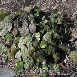 Location: Massachusetts garden
Date: March 18, 2012
Characteristic shiny dark green rugose foliage, surviving New Eng