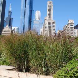 Location: the Lurie Garden in Chicago, Illinois
Date: 2010-08-16
three clumps together