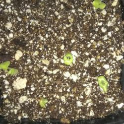 Location: Coastal San Diego County 
Date: 2018-02-08
Seeds I got from Robin's Salvias. Salvia Guarantica var violacea
