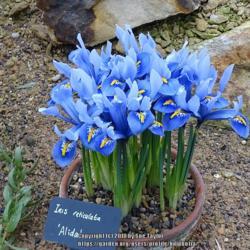 Location: RHS Harlow Carr alpine house, Yorkshire
Date: 2018-02-04