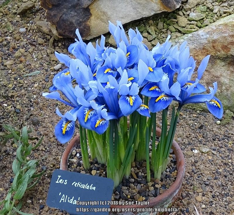 Photo of Reticulated Iris (Iris reticulata 'Alida') uploaded by kniphofia