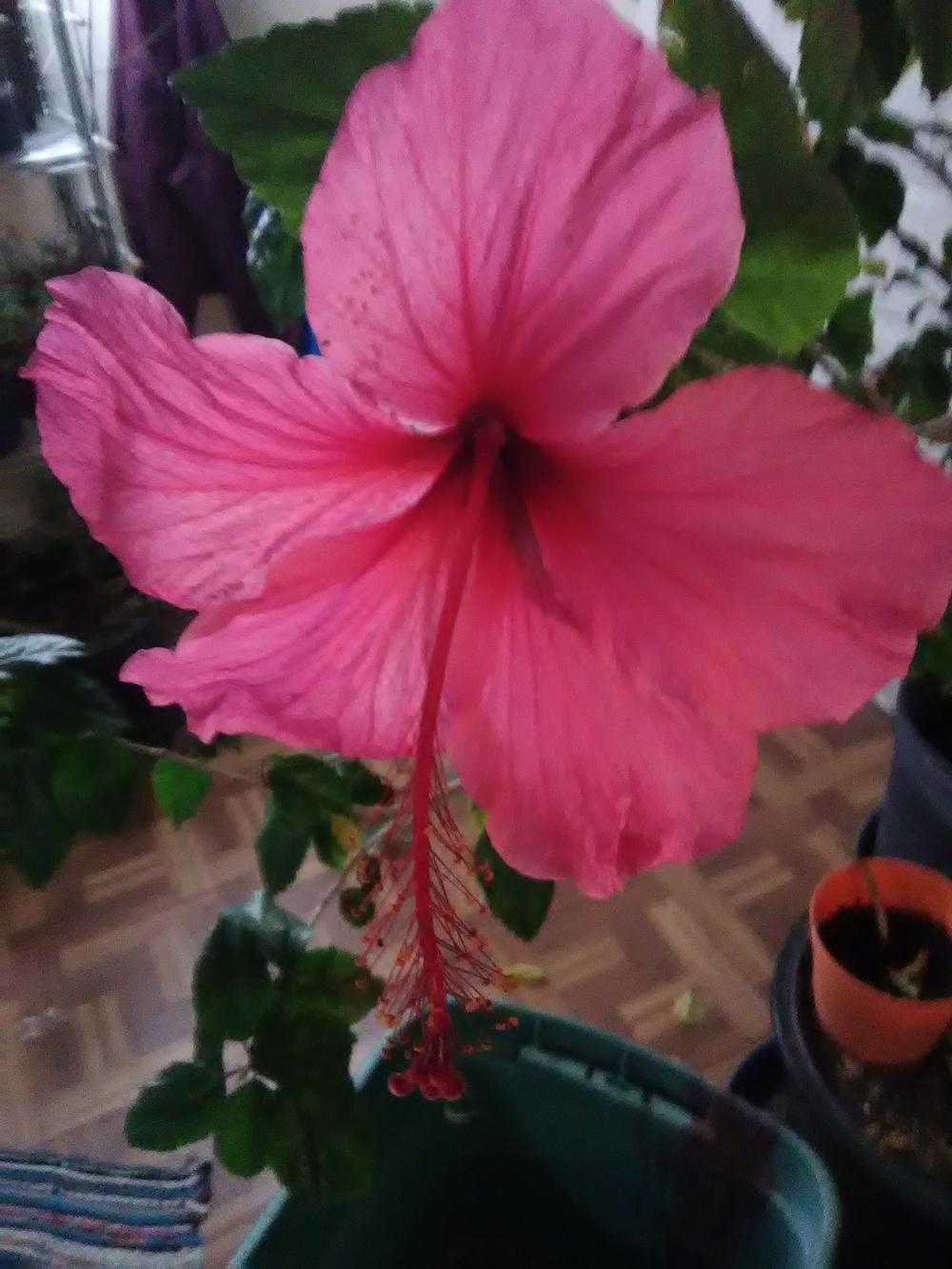 Photo of Hibiscus uploaded by Agoo