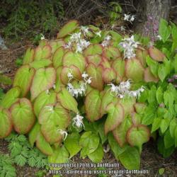 Location: Massachusetts garden
Date: May 14, 2011
Maturing foliage at color peak, big veined heart-shaped leaves, g