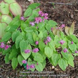 Location: Massachusetts garden
Date: June 9, 2005
Low growing plant with small but bright pink flowers