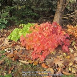 Location: Massachusetts garden
Date: November 8, 2013
Autum leaf color on this cultivar is reliably spectacular, if pla