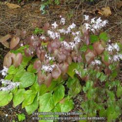 Location: Massachusetts garden
Date: May 5, 2011
veined leathery green evergreen foliage, new spring foliage goes 