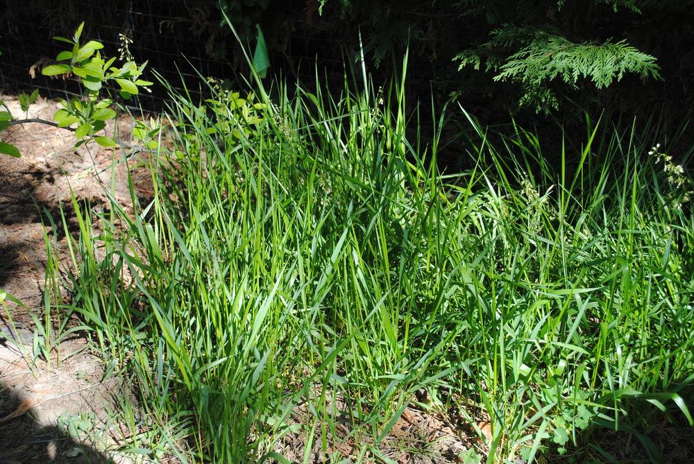 Photo of Sweetgrass (Anthoxanthum nitens) uploaded by ILPARW