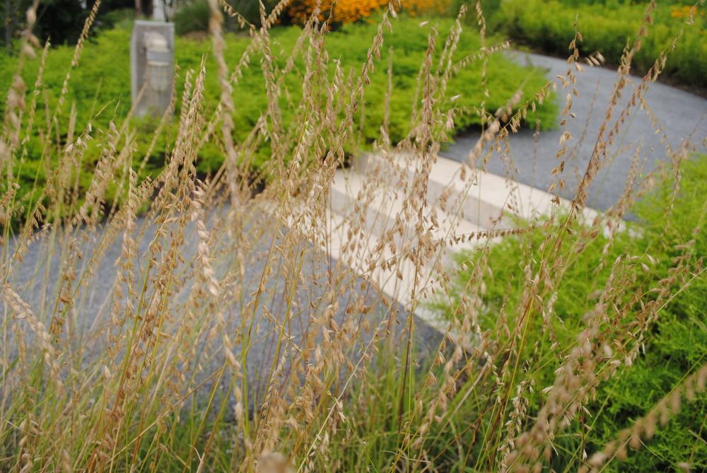 Photo of Sideoats Grama Grass (Bouteloua curtipendula) uploaded by ILPARW