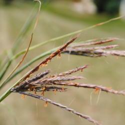 Location: Newtown Square, Pennsylvania
Date: 2011-07-19
close-up of grass flowers and inflorescence