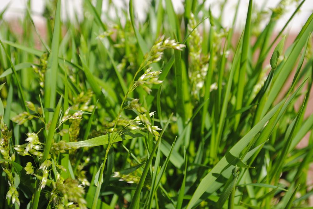 Photo of Sweetgrass (Anthoxanthum nitens) uploaded by ILPARW