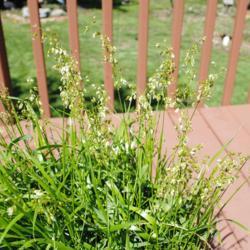 Location: Down
Date: 2016-04-10
flowers of grass in pot