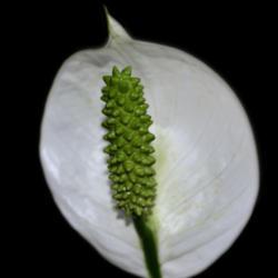 Location: Botanical Gardens of the State of Georgia...Athens, Ga
Date: 2018-02-02
Peace Lily 004